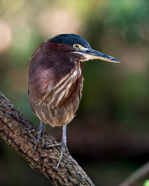 Green Heron bird perched on a branch displaying blue feathers, body, beak, head, eye, feet with a blur background in its environment and habitat. - Photo, image