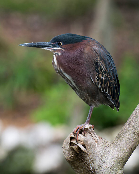 Green Heron bird perched on a branch exposing its body, beak, head, eye, feet with a bokeh background in its environment and surrounding. - Photo, image