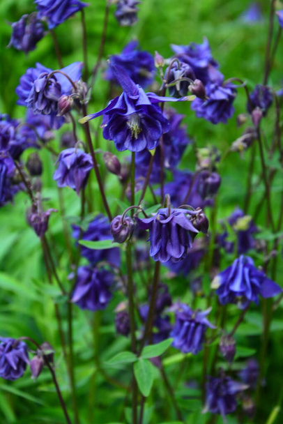 Columbine d'Europe ou Columbine commune (Aquilegia vulgaris), plante à fleurs dans le jardin. - Photo, image