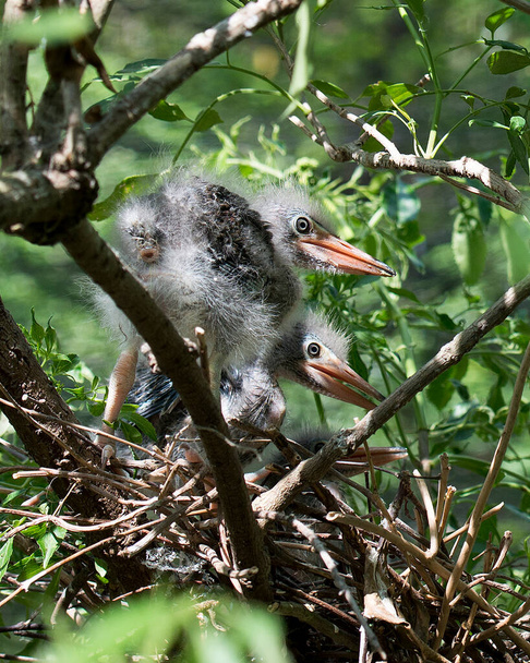 Green Heron babies close-up profile view on the nest displaying feathers, eye, beak with a foliage background and blurred foreground in its surrounding and environment. - Foto, immagini