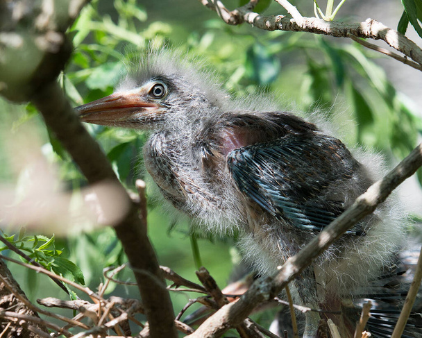 Grünreiher Baby Nahaufnahme Profil Ansicht des Nestes mit Federn, Auge, Schnabel mit einem Bokeh Hintergrund in seiner Umgebung und Umgebung. - Foto, Bild