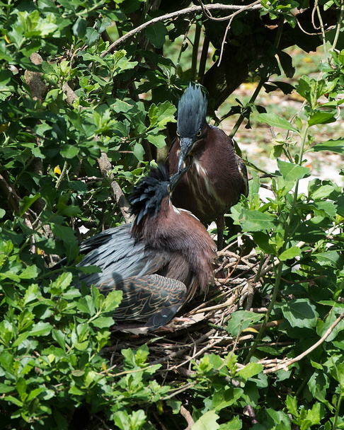 Green Heron bird couple close-up profile view on the nest kissing in courtship, displaying feathers, eyes, beaks with a foliage background and foreground in their surrounding and environment. - Foto, imagen