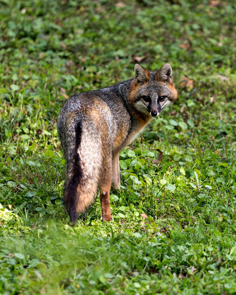 Grijze vos dier close-up profiel weergave van zijn lichaam, hoofd, oren, ogen, neus, hoofd in de omgeving en omgeving met een gebladerte achtergrond. - Foto, afbeelding