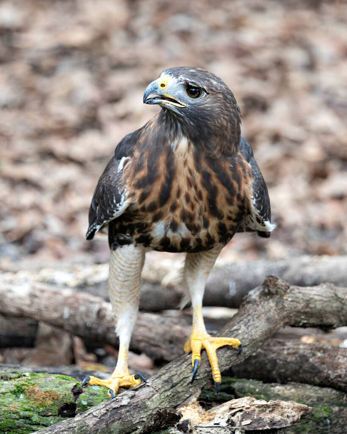 Hawk vogel close-up profielweergave met bokeh achtergrond tonen bruine veren verenkleed, oog, snavel, klauwen in de omgeving en de omgeving. - Foto, afbeelding