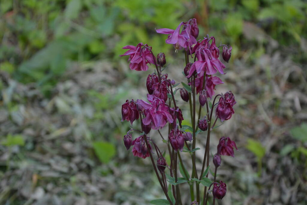 Europese columbine of gewone columbine (Aquilegia vulgaris), bloeiende plant in de tuin. - Foto, afbeelding