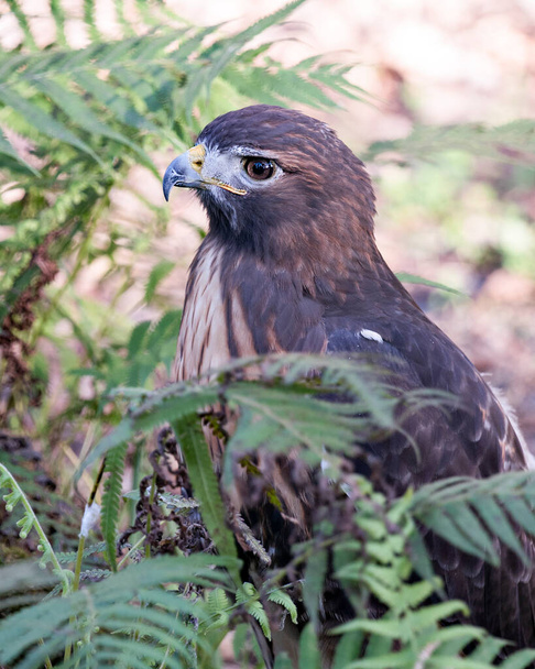 Hawk Vogelkopf Nahaufnahme Profil-Ansicht mit Laub Hintergrund und Vordergrund in seiner Umgebung und Umgebung. - Foto, Bild