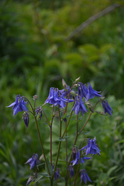 Európai kolumbusz vagy közönséges kolumbusz (Aquilegia vulgaris), virágzó növény a kertben. - Fotó, kép