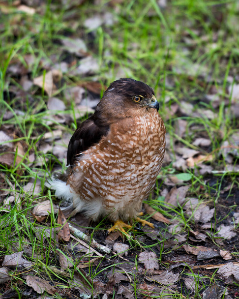 Hawk Ptak głowy zbliżenie profil widok wyświetlający oczy, dziób, brązowe upierzenie z tła liści w jego otoczeniu i środowisku. - Zdjęcie, obraz