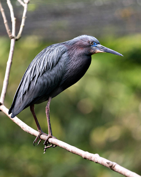 Little Blue Heron bird close-up side profile view perched on a branch displaying blue feathers, body, beak, head, eye, feet with a bokeh background in its environment and surrounding. - Photo, image