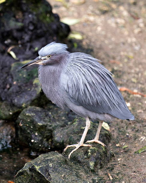 Little Blue Heron bird close-up profile view standing on a rock by the water  displaying blue feathers plumage, head, beak, eye, feet with a bokeh background in its environment and background. - Фото, зображення