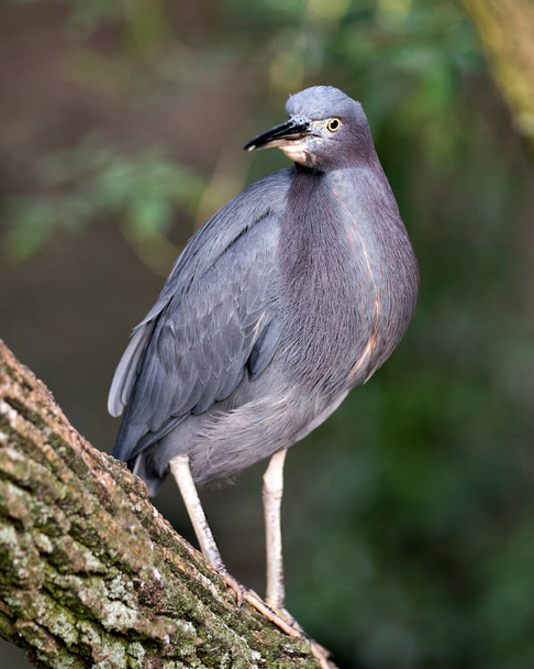 Little Blue Heron bird close-up profile view perched displaying blue feathers, head, beak, eye, plumage, feet with a bokeh background in its environment and surrounding. - Fotó, kép