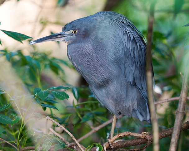 Little Blue Heron bird close-up profile view perched displaying blue feathers plumage, head, beak, eye, feet in its environment and surrounding. - Foto, Bild