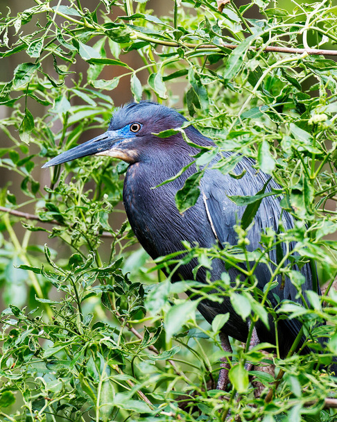 Little Blue Heron bird close-up profile view perched with a foliage surrounding the bird displaying bleu plumage feather, head, beak, eye in its environment and surrounding. - Photo, image