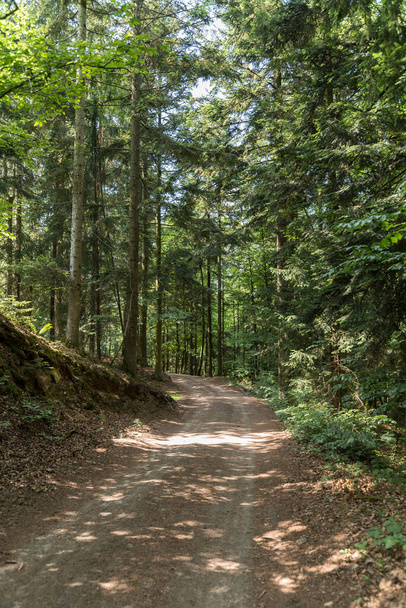 Hiking trail in the forest for recreation - mixed forest with path - Fotó, kép