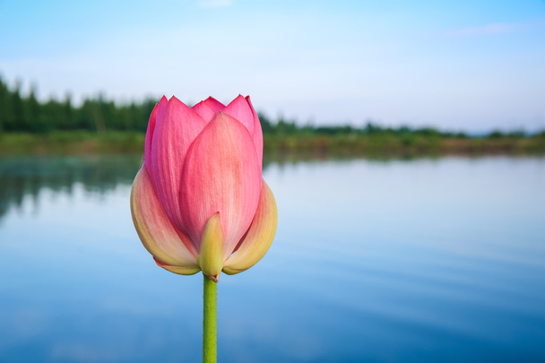 a lotus beside the pond - Фото, изображение