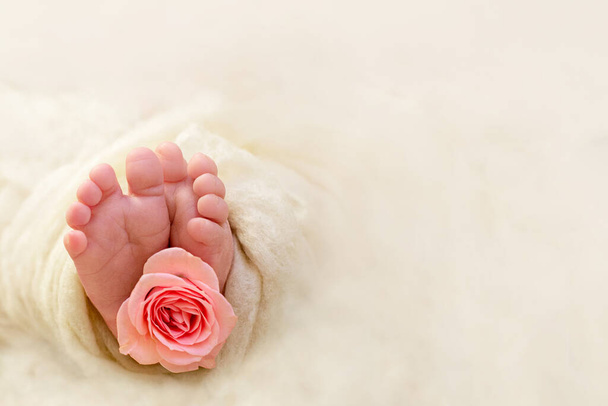 Vastasyntyneen vauvan jalat. Vastasyntynyt tyttö. Pienen lapsen sormet vaaleanpunaisella ruusukukalla. Uuden elämän arkuus. Kopioi tila. - Valokuva, kuva