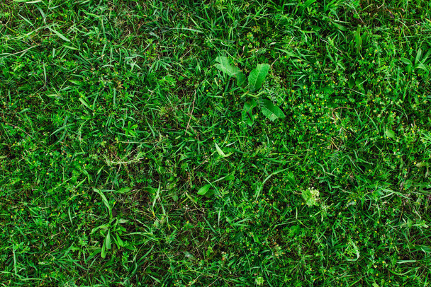 Yeşil çimenlerin arka planı. Yeşil çimen dokusu. Bir yazıt için arka plan. Yeşil açıklık. - Fotoğraf, Görsel