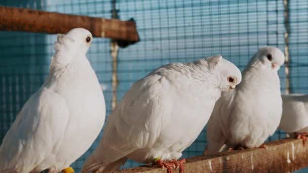 Piękne białe nietypowe gołębie czystej krwi w zoo w klatce, wystawa pięknych ptaków - Materiał filmowy, wideo