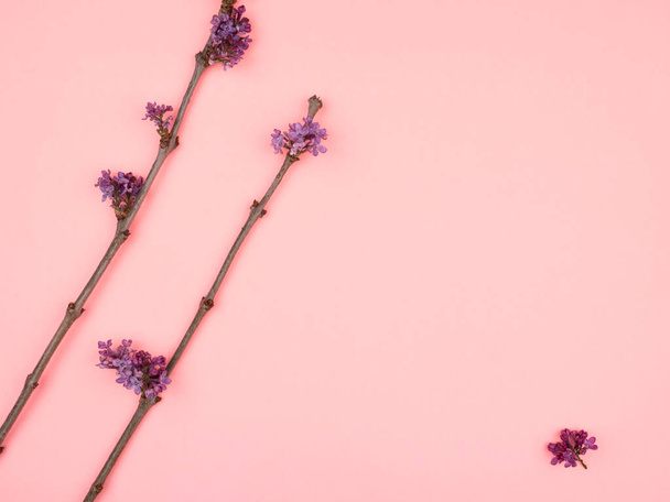 Twigs purple lilacs on pink background. Minimalism. - Photo, Image