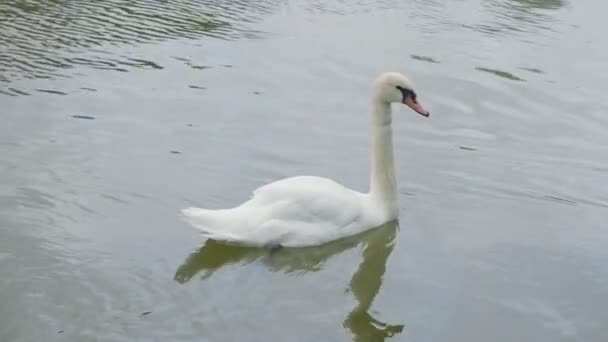 Bílá labuť se vznáší na vodě. Pomalý. - Záběry, video