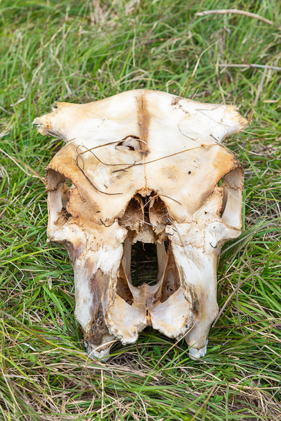 Çimlerin üzerinde bir koyun kafatası - Fotoğraf, Görsel