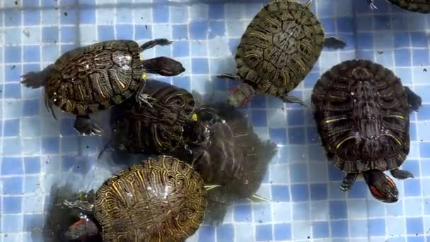 Animal réptil aquático água tartaruga em uma piscina de água
 - Filmagem, Vídeo