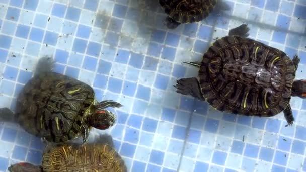 Żółw wodny w basenie wodnym dla zwierząt - Materiał filmowy, wideo