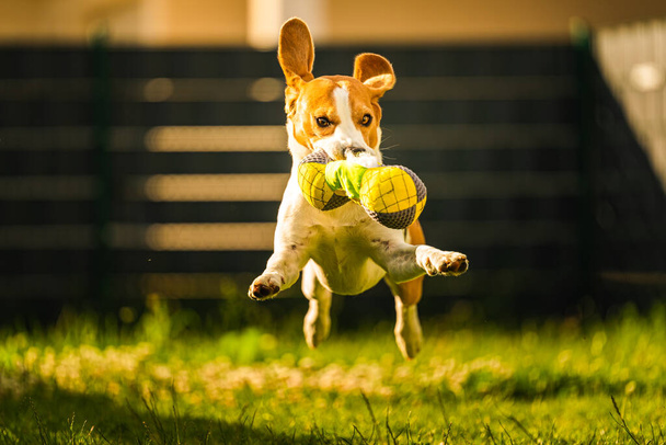 Триколор Бигл догоняет порванную игрушку и быстро бежит к камере. Happy hound in backyard hawking fun in sunny day on green grass
 - Фото, изображение