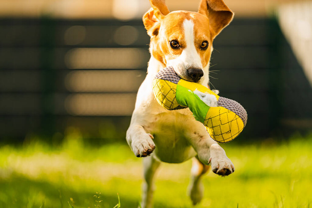 トリコロール色のビーグル犬は、リップおもちゃを取って、カメラに向かって速く走っています。緑の芝生の上で晴れた日に楽しい時間を過ごす裏庭で幸せな猟犬 - 写真・画像