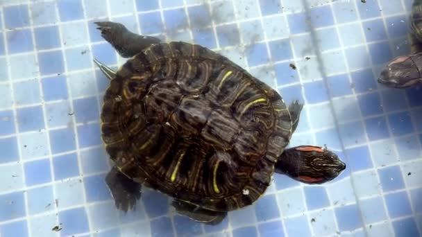 Dier Reptiel Aquatische Waterschildpad in een Waterpoel - Video