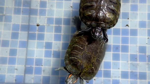 Dier Reptiel Aquatische Waterschildpad in een Waterpoel - Video