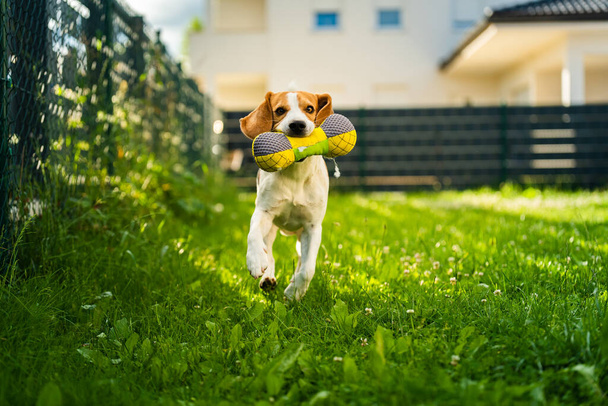 Tricolor beagle σκυλί που φέρνει ένα παιχνίδι riped και τρέχει προς την κάμερα γρήγορα. Ευτυχισμένο κυνηγόσκυλο στην πίσω αυλή hawing διασκέδαση στην ηλιόλουστη μέρα στο πράσινο γρασίδι - Φωτογραφία, εικόνα