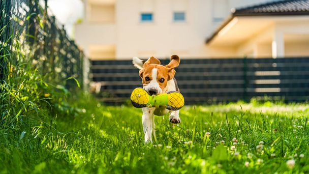 Tricolor beagle σκυλί που φέρνει ένα παιχνίδι riped και τρέχει προς την κάμερα γρήγορα. Ευτυχισμένο κυνηγόσκυλο στην πίσω αυλή hawing διασκέδαση στην ηλιόλουστη μέρα στο πράσινο γρασίδι - Φωτογραφία, εικόνα
