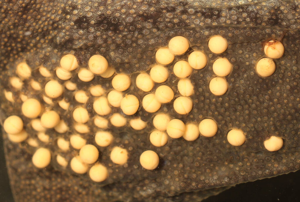 Sabana Surinam-Kröte (Pipa parva) mit Eiern auf ihrem Rücken - Foto, Bild