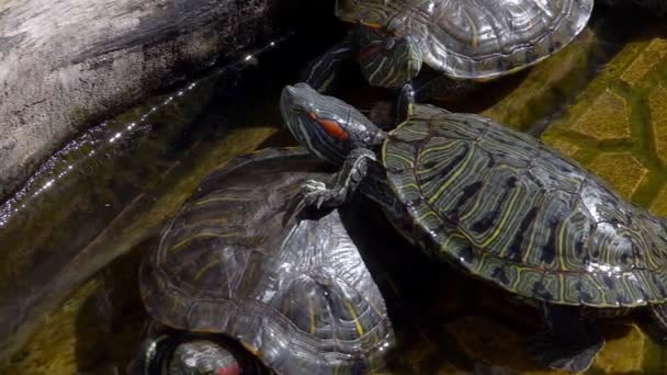 Živočišná plazivá vodní želva v jezírku - Záběry, video