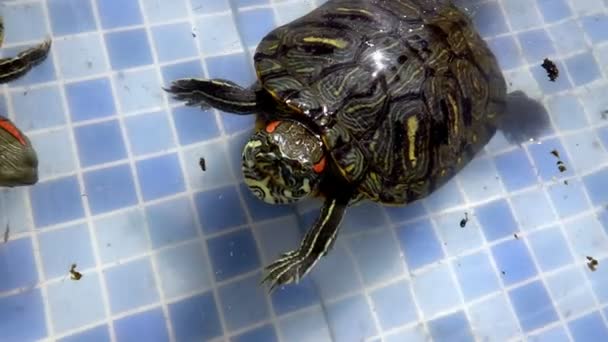 Animal Reptile Aquatic Water Turtle in a Water Pool - Кадри, відео