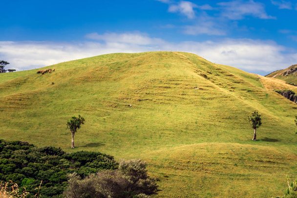 Green hills and blue sky near on the Wharariki beach in National Park. Nelson, South Island, New Zealand. - 写真・画像