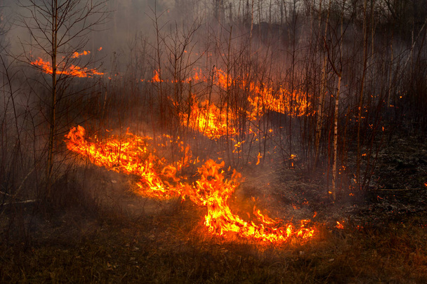 Вогонь у лісі
 - Фото, зображення