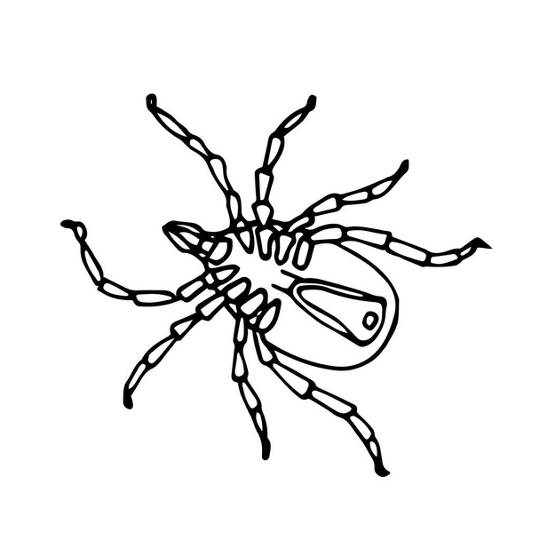 dead mite on back, parasite insect, ixodes ricinus, infection carrier, bloodsucker, vector illustration with black contour lines isolated on a white background in hand drawn style - Vecteur, image