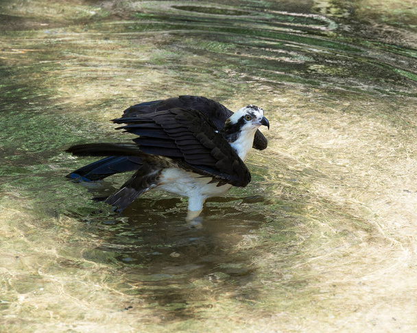 Vue rapprochée de l'oiseau Balbuzard dans l'eau montrant des ailes déployées, la queue, la tête, les yeux, le bec dans son environnement et son environnement
. - Photo, image