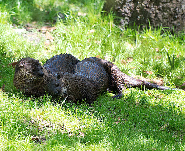 Ζευγάρια βίδρας ξεκουράζονται στο γρασίδι και αγκαλιάζουν και απολαμβάνουν το περιβάλλον και το περιβάλλον τους. - Φωτογραφία, εικόνα
