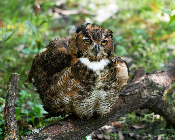 Owl enjoying its surrounding. - Фото, зображення