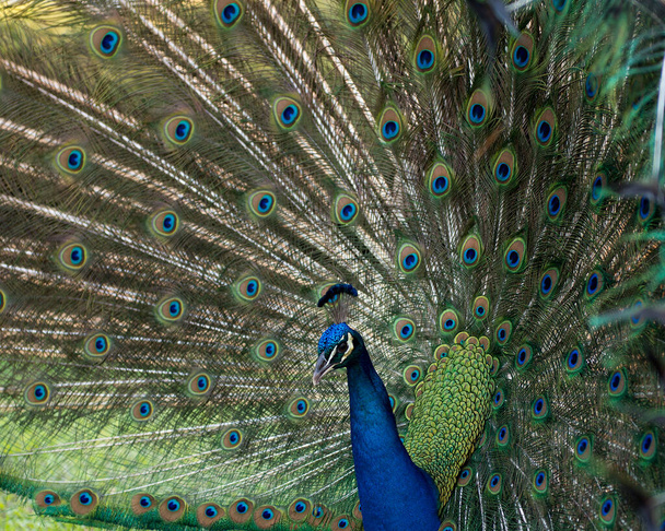 Peacock pták, krásný barevný pták. - Fotografie, Obrázek