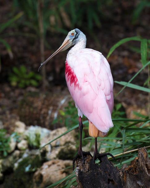 Roseate Spoonbill bird close-up profile view perched on a stump with background displaying pink feathers, beak, eye, long neck, feet  in its environment and surrounding. - Photo, Image