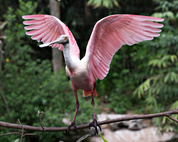 Roseate Spoonbill πουλί σκαρφαλωμένο με ανοιχτά φτερά με φόντο bokeh στο περιβάλλον και το περιβάλλον του. Όμορφο ροζ χρώμα πουλί.  - Φωτογραφία, εικόνα