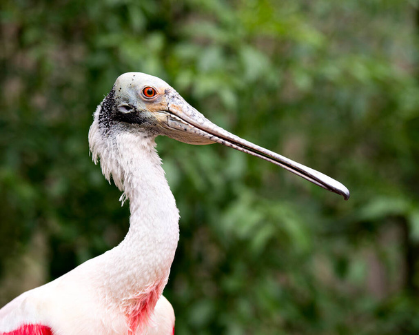 Plumage de plumage rose sur fond de bokeh dans l'environnement et autour de l'oiseau, tête en gros plan, tête, bec, oeil, cou blanc, plumage rose. - Photo, image