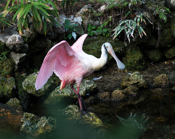 Pájaro de espátula rosada junto al agua de pie sobre una roca con fondo de follaje con alas extendidas con un en su entorno y alrededores. Hermoso pájaro de color rosa
. - Foto, imagen