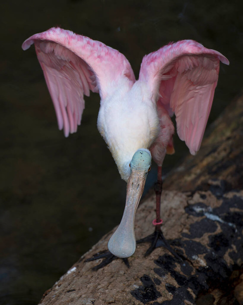 Roseate Spoonbill bird with spread wings in its environment and surrounding. Spread angelic wings.  - Foto, Imagem