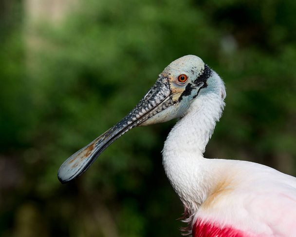 Roseate Spoonbill bird head close-up view profile head, bill, eye, neck,  its environment and surrounding with bokeh background. - Fotoğraf, Görsel