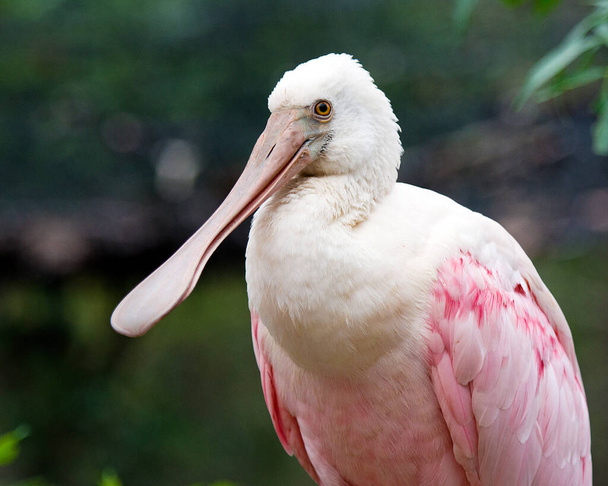 Roseate Spoonbill bird close-up view profile head, bill, eye, neck,  its environment and surrounding with blur background. - Fotoğraf, Görsel